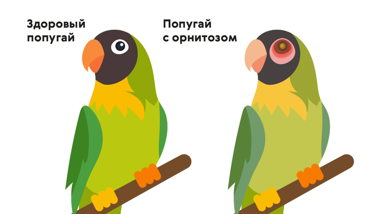 Пневмония у попугая симптомы лечение