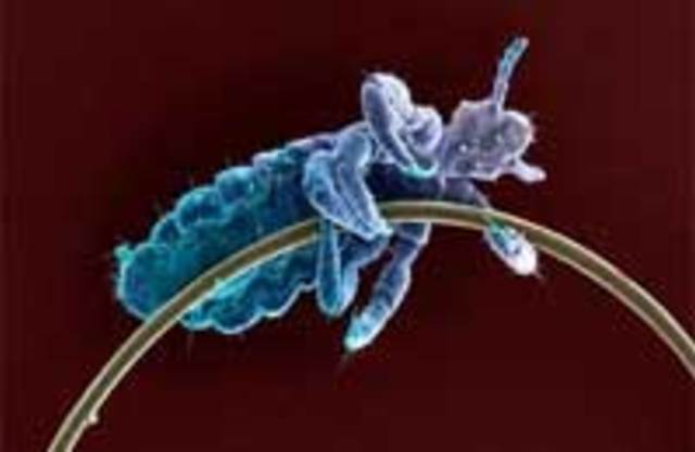 Лобковые вши. Кожные болезни