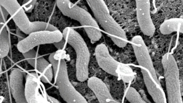 бактерия Helicobacter pylori, Хеликобактер пилори 