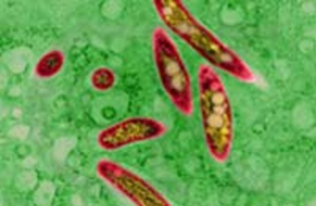 Мифы о туберкулезе и правда об иммунитете