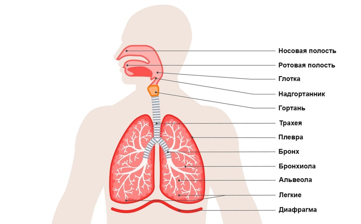 Проблемы с дыханием после коронавируса: почему возникают приступы удушья, как избавиться от одышки