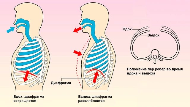 Работа диафрагмы