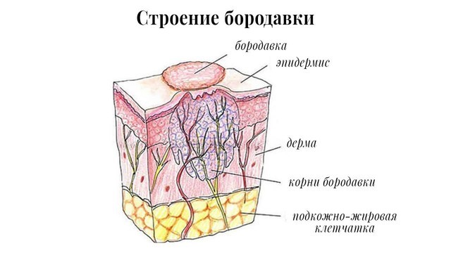 Отростки кожи между ног