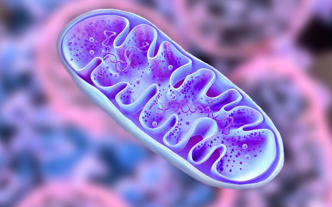 Митохондрии – мембранные органоиды клетки