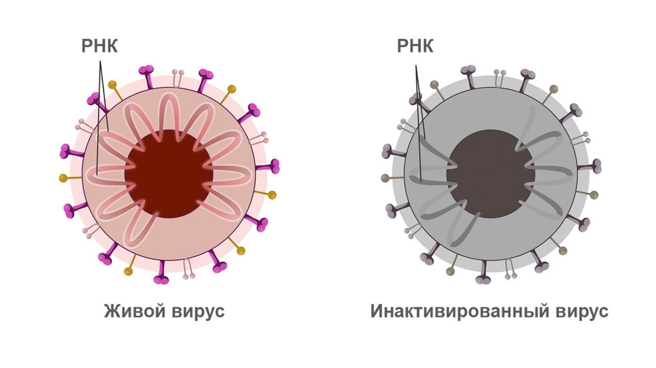 Инструкция по применению КовиВак и вакцина против коронавируса КовиВак инактивированный цельный вирион очищенный концентрат