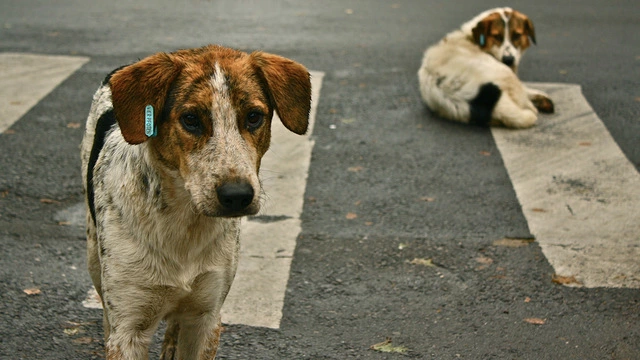 Бродячие собаки могли стать источником SARS-CoV-2?