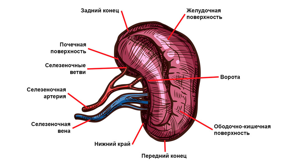 Селезенка орган брюшной полости человека. Селезенка строение и функции анатомия. Селезенка положение строение функции. Схема строения селезенки иммунология. Строение селезенки анатомия животных.