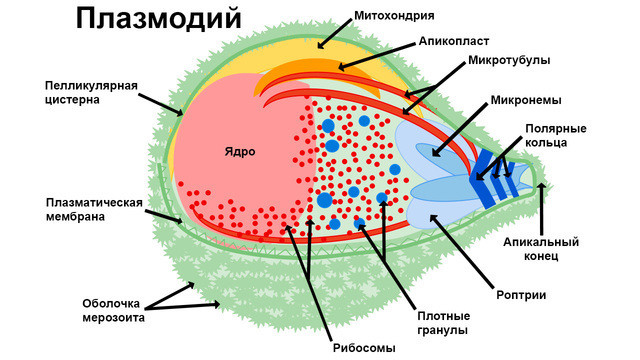 Малярийный плазмодий строение рисунок