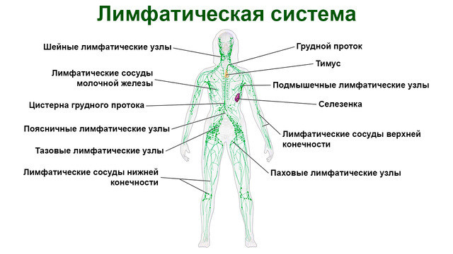Паховый лимфоузел у женщин где. Лимфатическая система лимфоузлы. Лимфатические узлы нижних конечностей схема. Лимфатические узлы на ногах схема расположения. Воспаление лимфатических узлов на ногах.