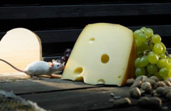Что надо знать при выборе сыра