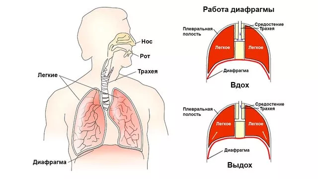 Диафрагма и другие органы дыхания 