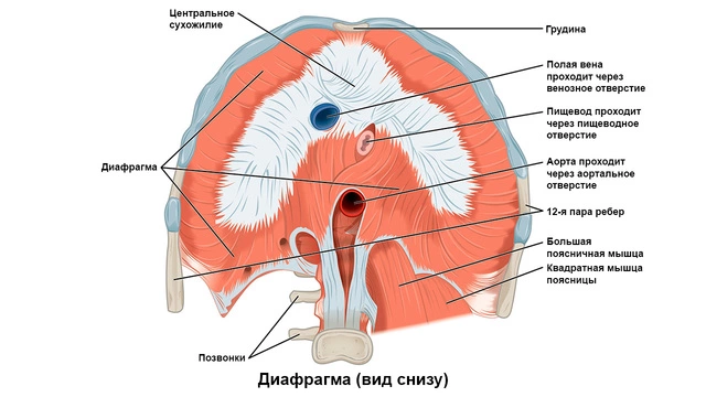 Анатомия диафрагмы