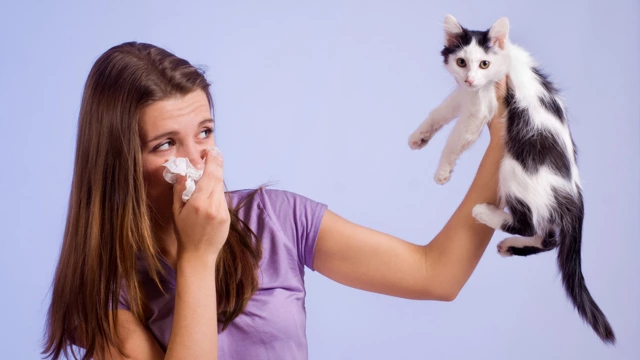 Аллергия на кошек: симптомы, лечение, как проявляется