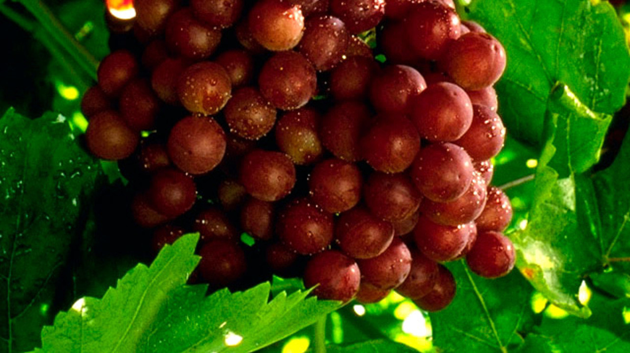 Листья красного винограда для здоровых сосудов