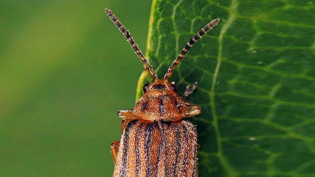 Небольшой жук может облегчить состояние миллионов страдающих от пыльцевой аллергии