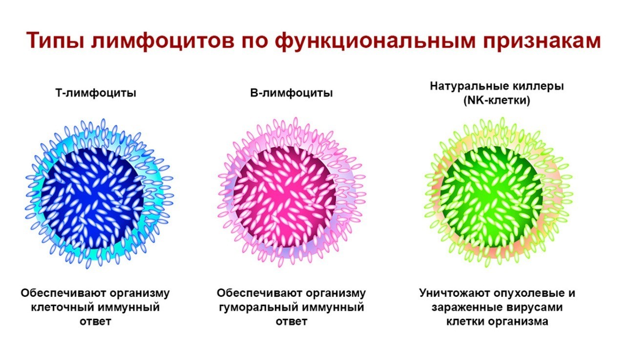 Действия лимфоцитов. Строение т лимфоцитов гистология. Лимфоцит строение клетки. Лимфоциты строение. Лимфоциты строение и функции.