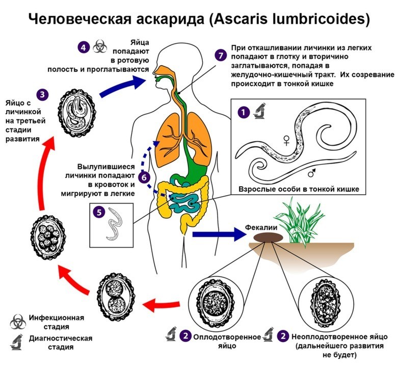 Какие продукты могут послужить источником при аскаридозе. Жизненный цикл аскариды схема. Аскарида человеческая цикл жизненный цикл. Схема жизненного цикла аскариды (Ascaris lumbricoides). Жизненный цикл аскариды человеческой схема.
