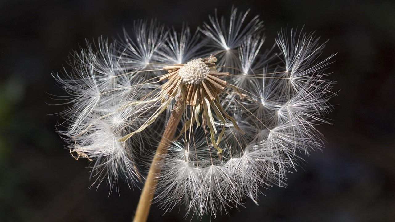 Как проверить, есть ли аллергия?