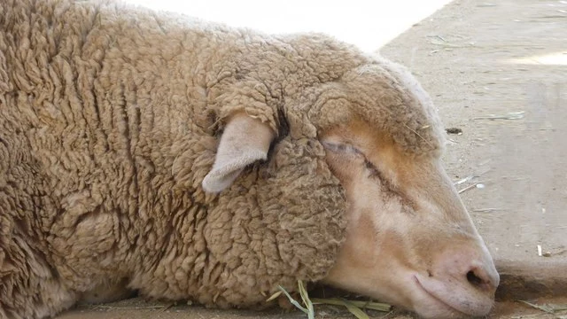 Кетамин полностью «выключил» мозг овец в ходе эксперимента