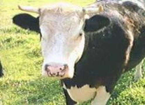 На Украине появились случаи коровьего бешенства