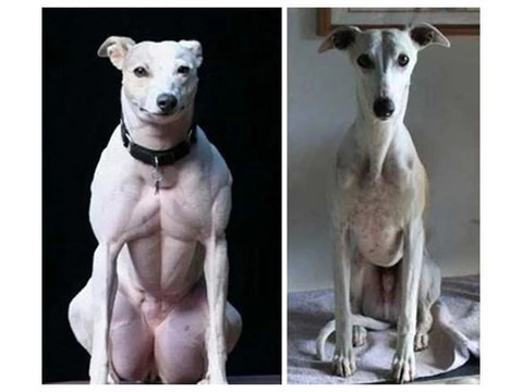 В Китае выведены собаки с мощной мускулатурой