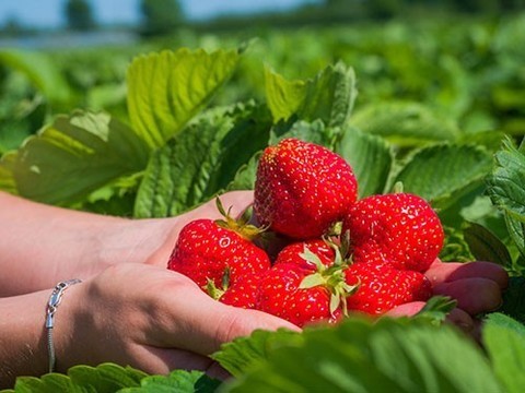 Названы фрукты и овощи, наиболее загрязненные пестицидами