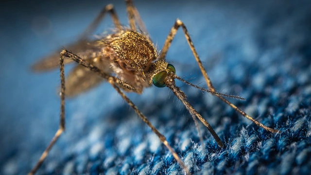 Найден микроб-паразит, защищающий комаров от малярии