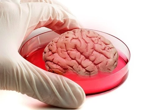 В лаборатории вырастили мини-мозг