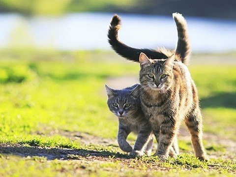 Польза котов для здоровья. Что говорит наука?