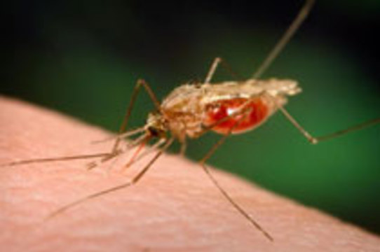 Вакцину от малярии из слюны зараженных комаров [испытают на добровольцах]