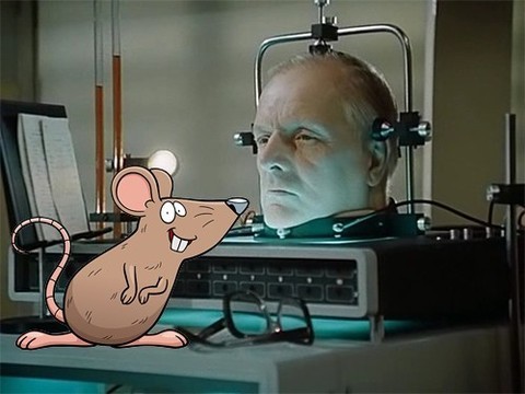 Пересадка головы возможна: доказано на крысах