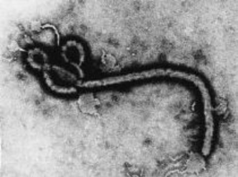 Лихорадка Эбола вновь появилась в Африке