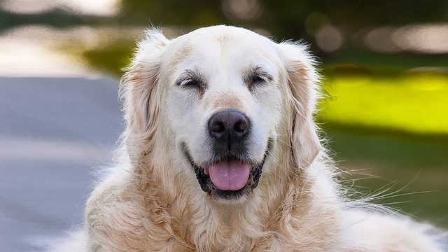 Обновлена формула определения возраста собак по человеческим меркам