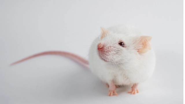 Генная терапия вылечила паралич после травмы спинного мозга у мышей 