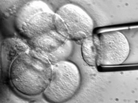 В США вступили в силу новые правила использования [клеток эмбрионов]