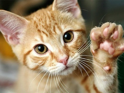 Котята не так безобидны, как может показаться