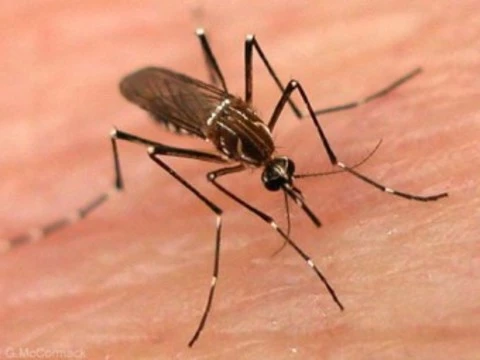 Лихорадка денге в Парагвае [унесла жизни 48 человек]