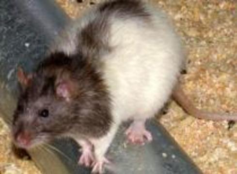 В крысах можно выращивать мышей