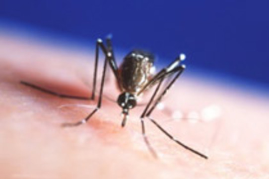 В Бразилии зарегистрировано около полумиллиона случаев [лихорадки денге]