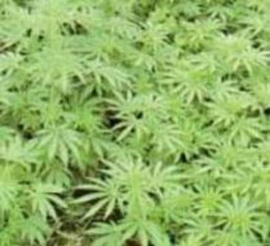 Суд разрешил калифорнийцам выращивать марихуану