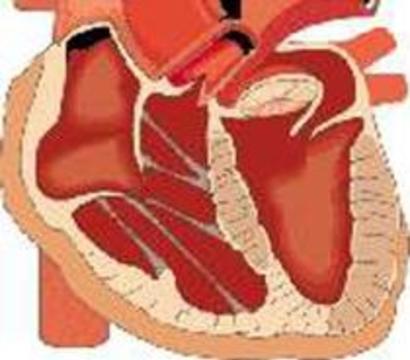 Пороки сердца предотвратит генная инженерия
