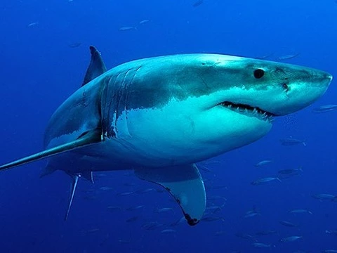 Изучение зубов акул поможет понять, возможна ли регенерация зубов у человека