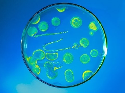 Новая мутация приводит к появлению особо устойчивых к антибиотикам бактерий