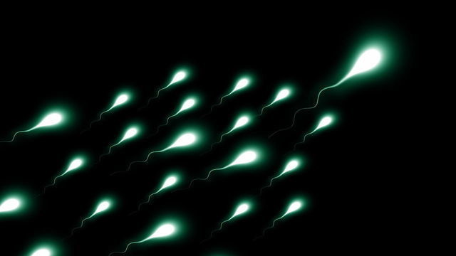 Андролог рассказал, как стресс влияет на выработку сперматозоидов