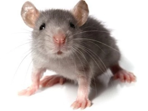 [Ученые перепрограммировали нейроны] в головном мозге живых мышей