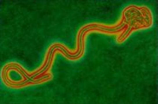 Лихорадка Эбола в Африке убила уже 23 человека
