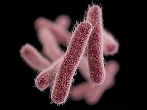 Бактерии-хищники сработали как антибиотик