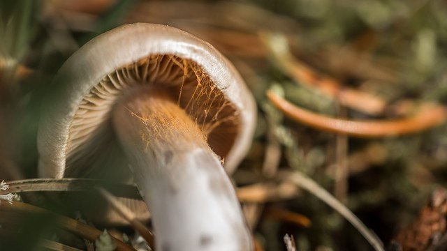 Витамины в лукошке: 5 полезных свойств грибов