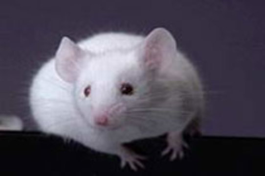 Японцы вывели мышь с человеческим иммунитетом