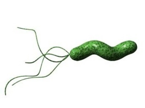 Обнаружен механизм выживания Helicobacter pylori [в желудке]